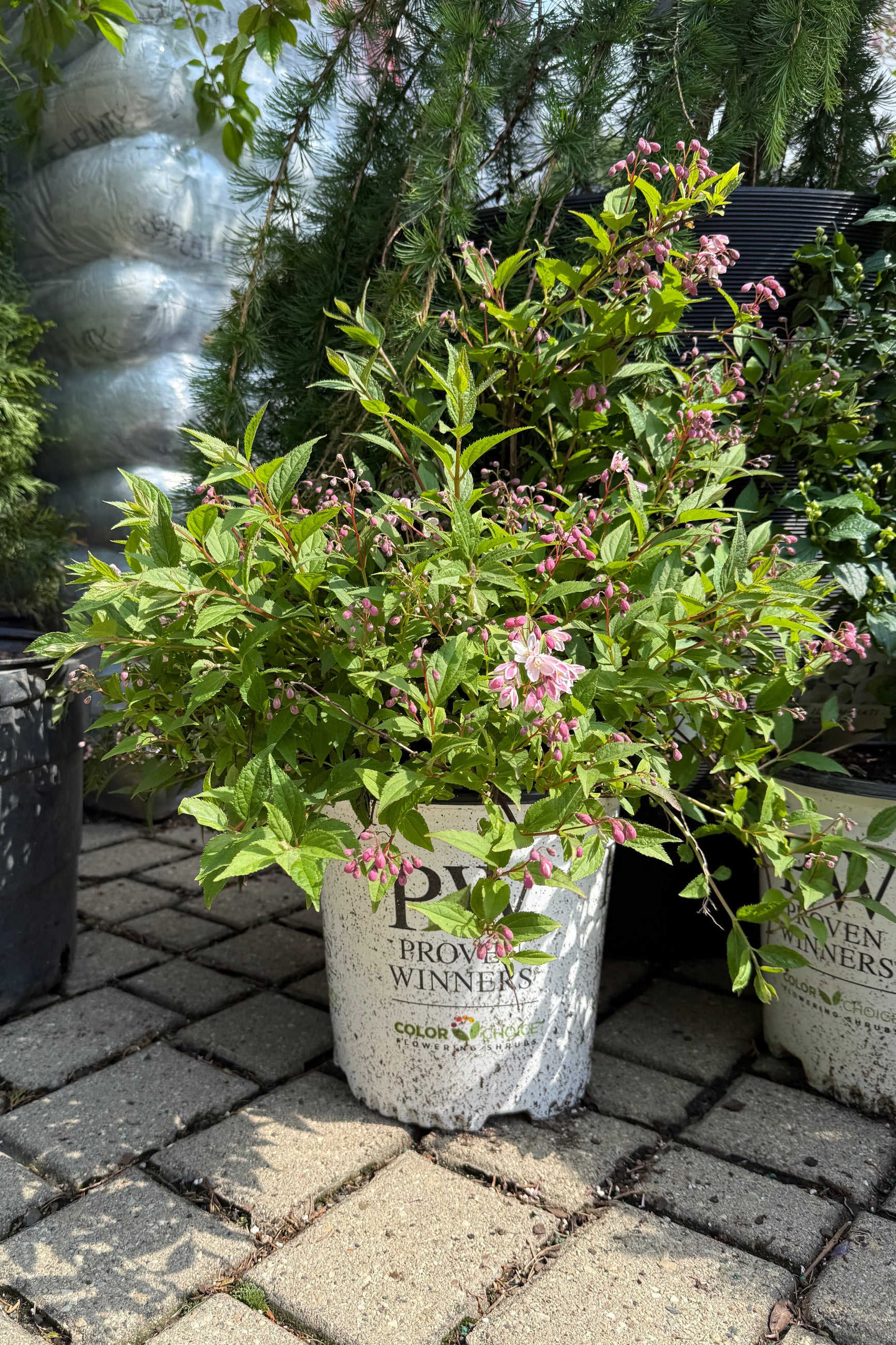 xDeutzia 'Yuki Cherry Blossom' in a #2 growers pot in bud an bloom the beginning of May ©Sprout Home