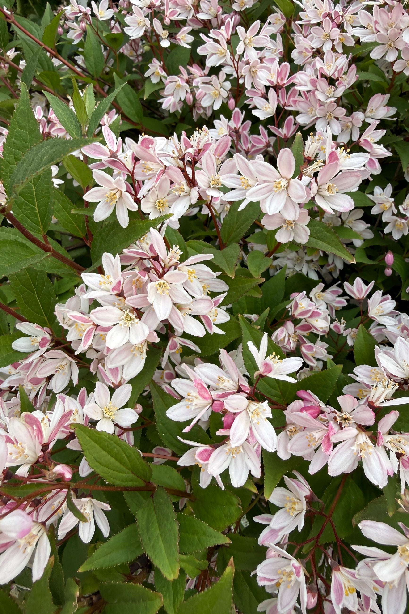 Close-up of a Deutzia 'Yuki Cherry Blossom' in full bloom the middle/end of may with pink and white flowers and green leaves. ©Sprout Home