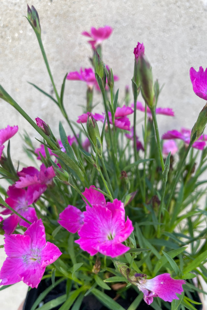 Dianthus 'Beauties Kahori' in bloom and close up showing its fuchsia flowers the end of May