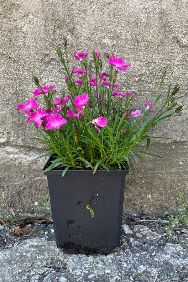 Dianthus 'Beauties Kahori' in a quart growers pot the end of may in bloom. 