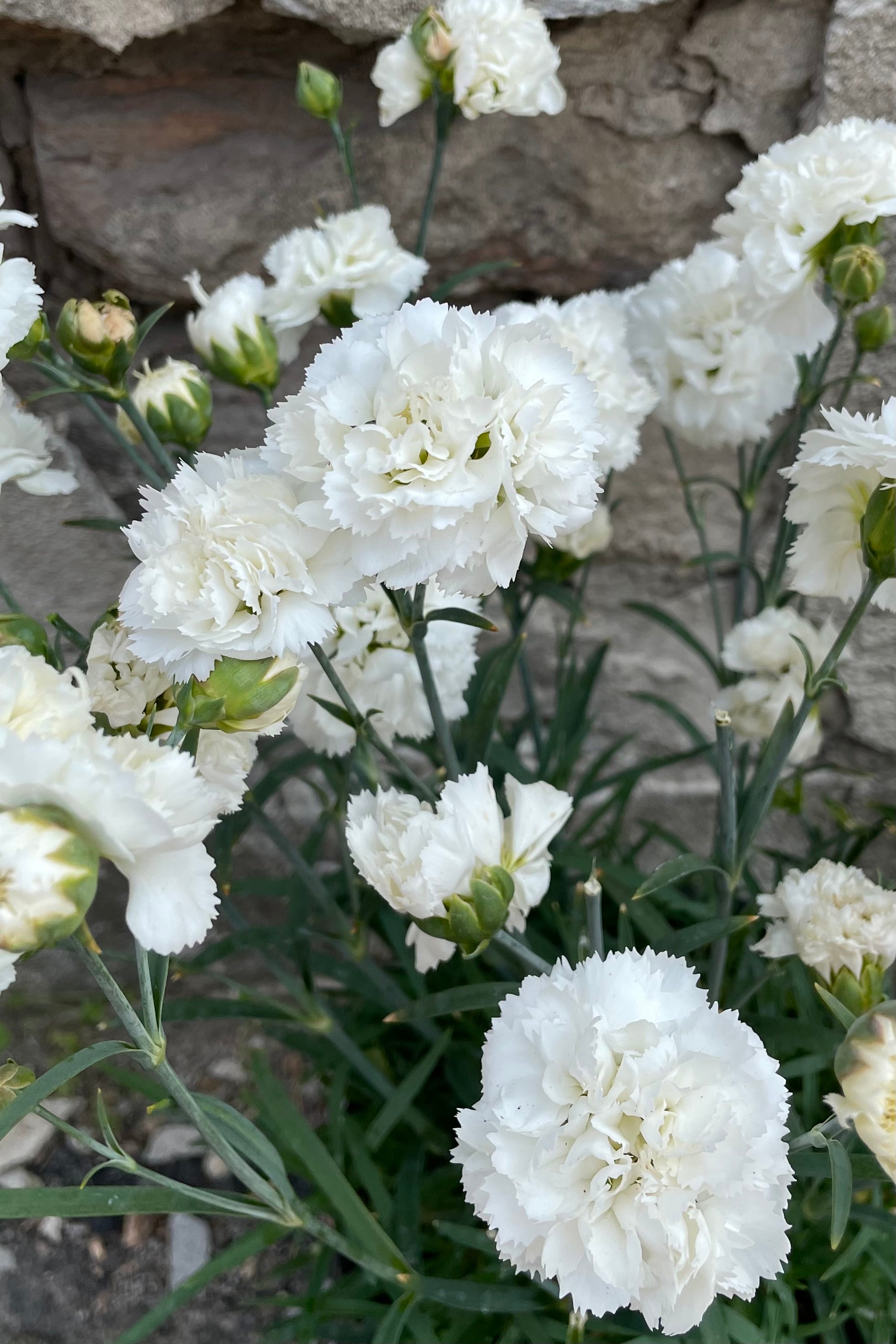 The bright white ruffly flowers of the Dianthus 'Early Bird Frosty' middle of may covering the plant.