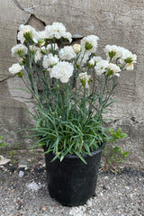 Dianthus 'Early Bird Frosty' in a #1 growers pot in full bloom with its plentiful amount of white tufted flowers.