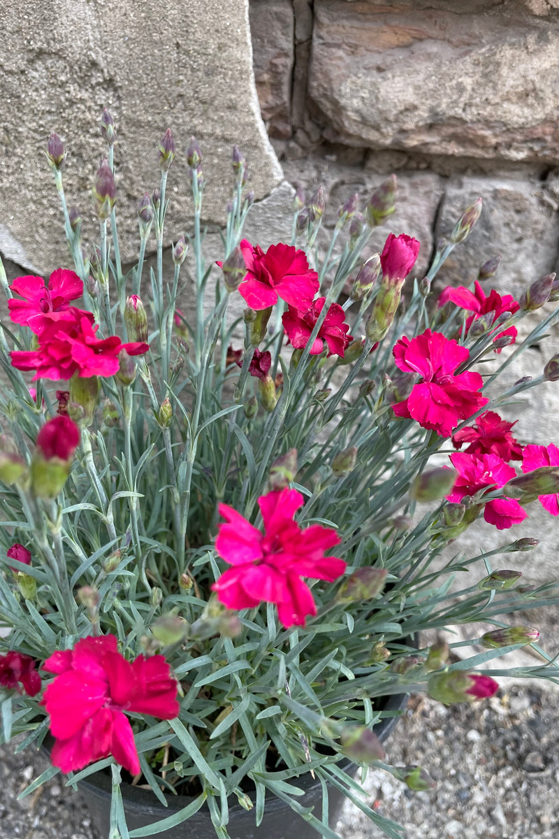 A close up of the bright red pink flowers of Dianthus 'Frosty Fire' in full bloom mid may above the blue green foliage. 