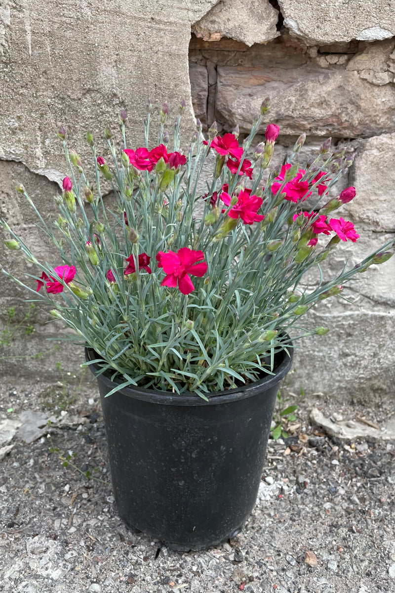 Dianthus 'Frosty Fire' in a #1 growers pot mid May in full bloom with its bright red Fuchsia flowers