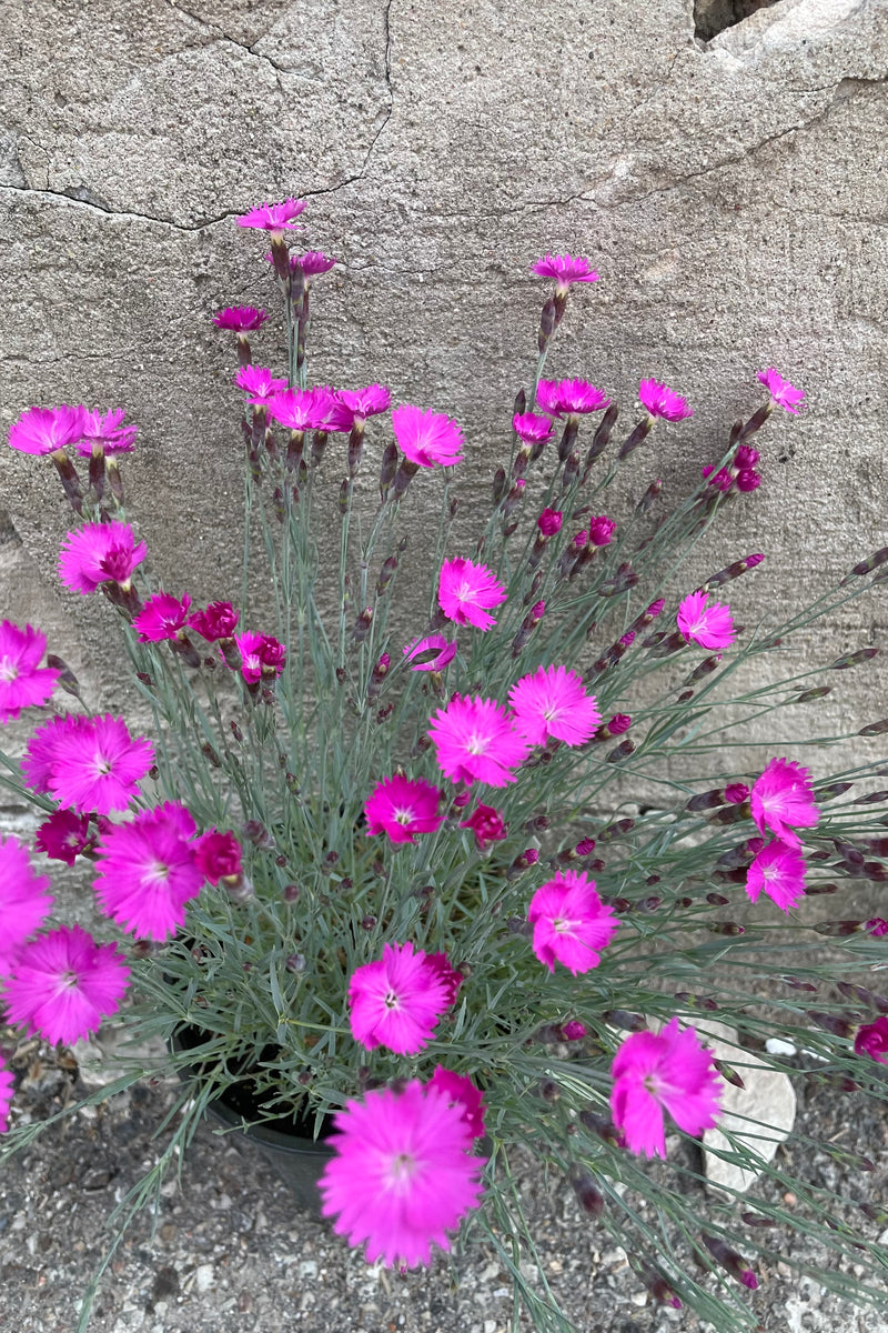 The bright pink dainty flowers of Dianthus 'Firewitch' mid May above the gray green foliage. 