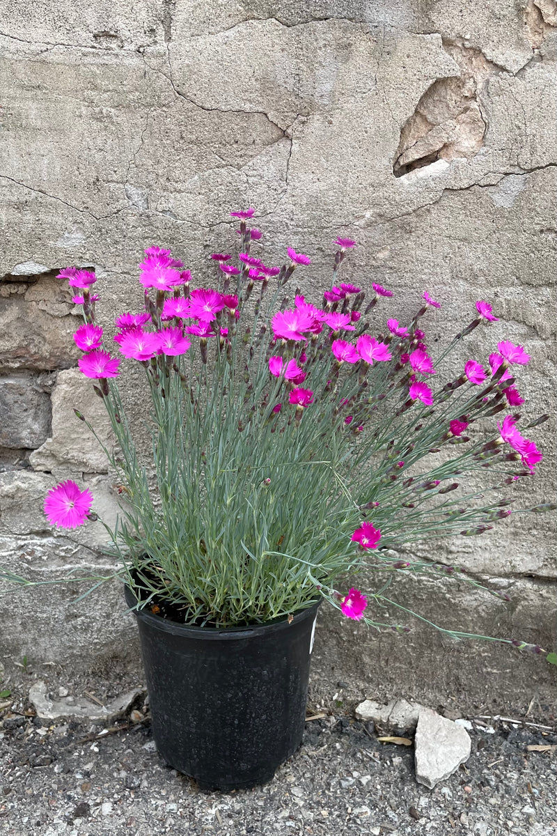 Dianthus 'Firewitch' in a #1 growers pot mid bloom with its bright pink flowers above blue green foliage mid May.