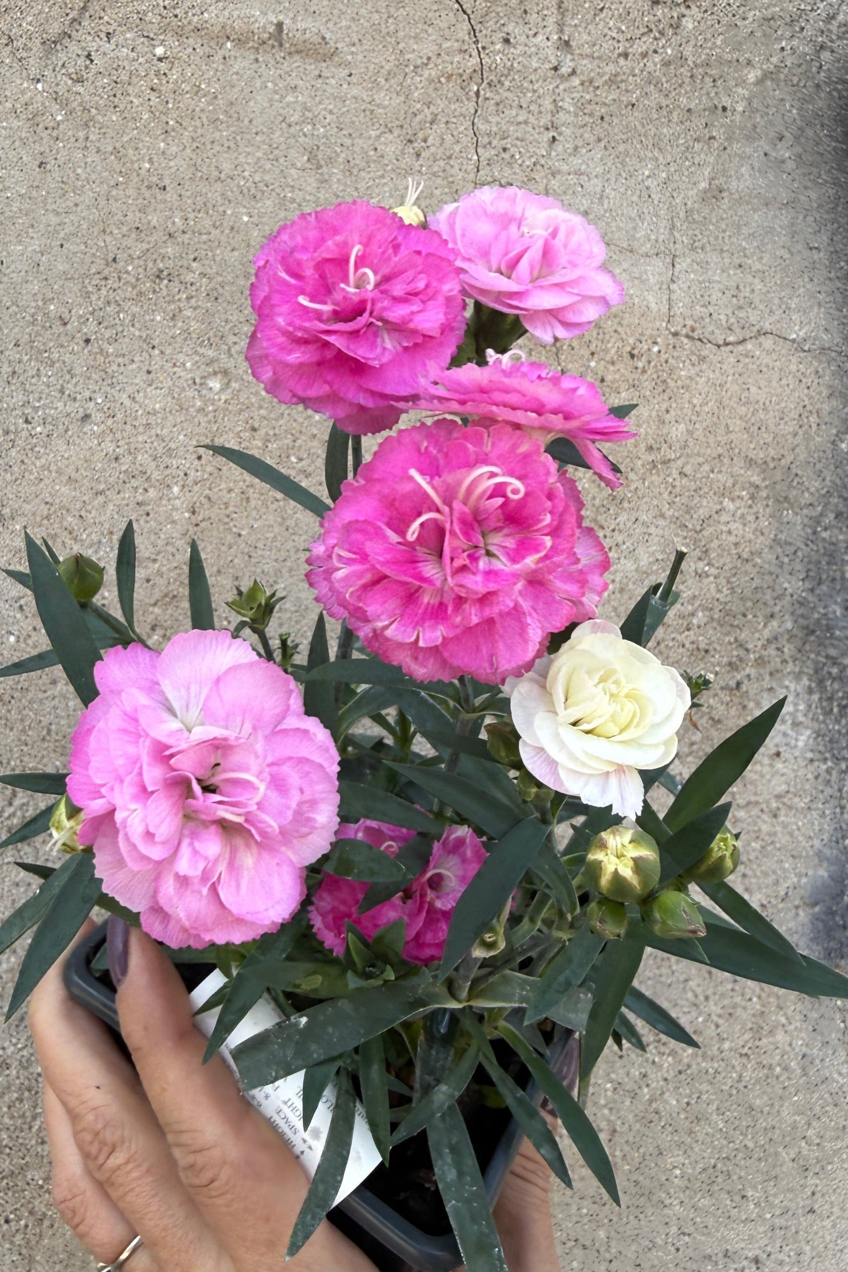 Dianthus 'Milk Cherry' plant with pink and white flowers the middle of June held by a hand on a concrete surface ©Sprout Home