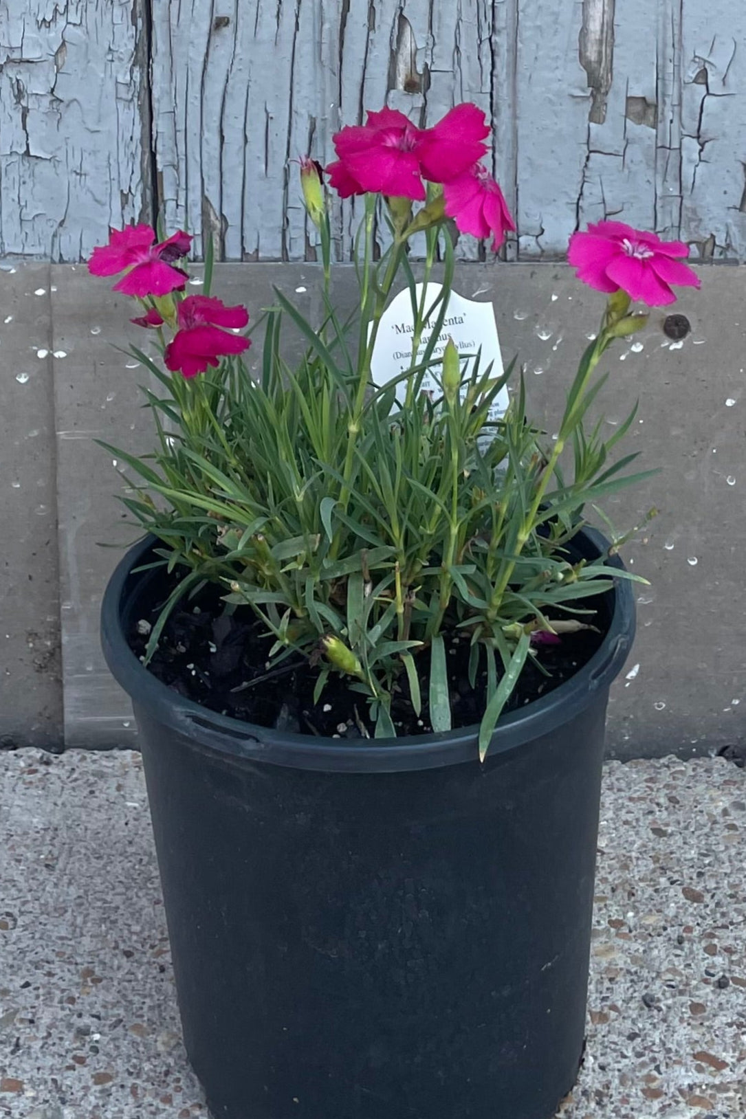 Potted plant with pink flowers against a weathered wooden fence. Dianthus 'Mad Magenta ©Sprout Home
