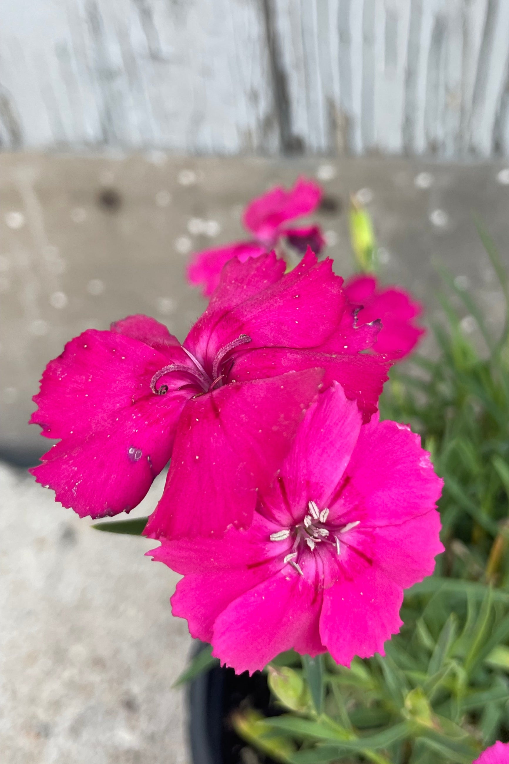 Photo of bright magenta Dianthus 'Mad Magenta' flowers against a blurred background ©Sprout Home