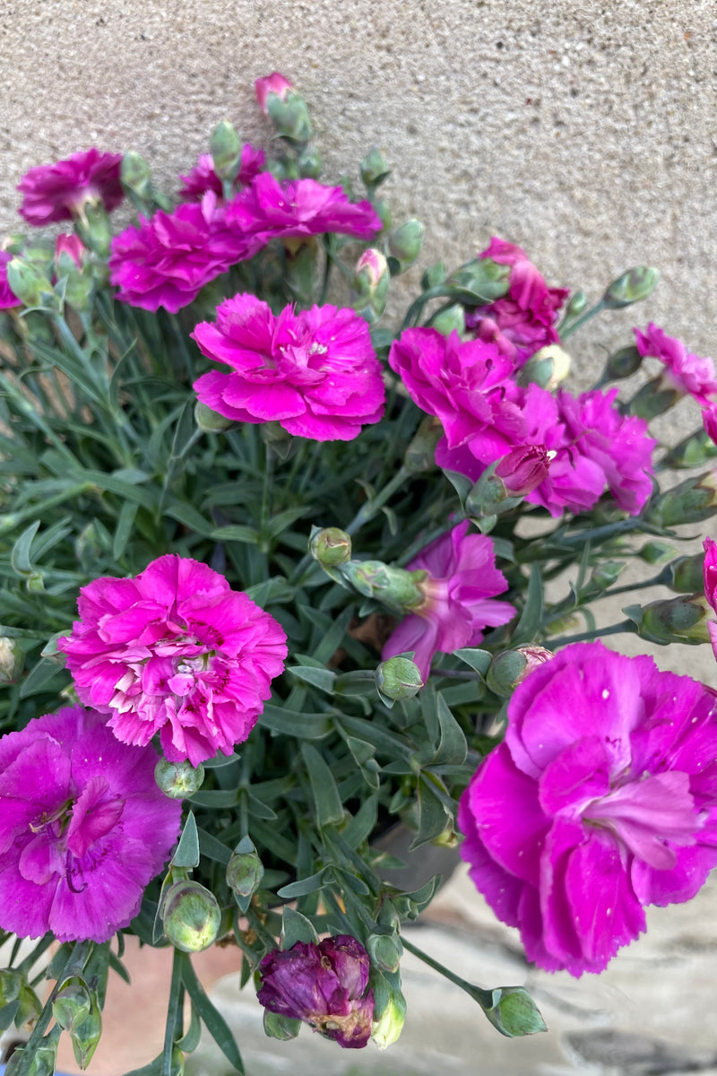 The bright fuchsia flowers of the Dianthus 'Pop Star' in full bloom the middle of May