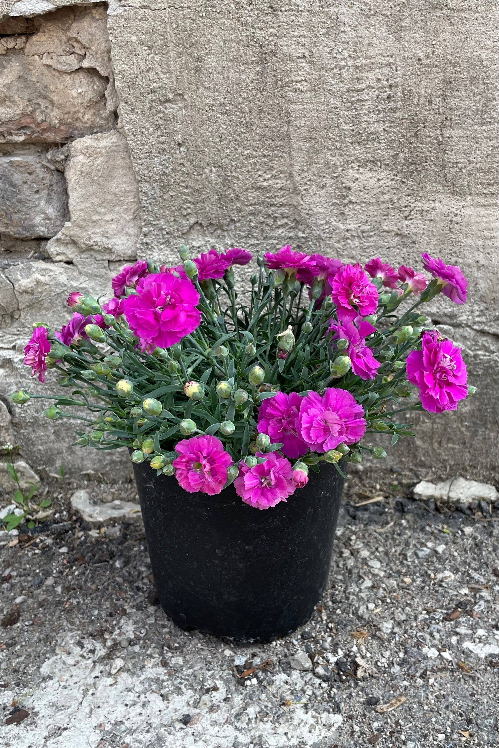 Dianthus 'Pop Star' in a #1 pot in full bloom with its bright pink flowers against a concrete wall the middle of May ©Sprout Home