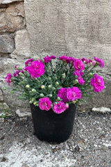 Dianthus 'Pop Star' in a #1 pot in full bloom with its bright pink flowers against a concrete wall the middle of May