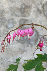 An up close picture of the heart shaped rose pink flowers on the Dicentra spectabillis the beginning of May