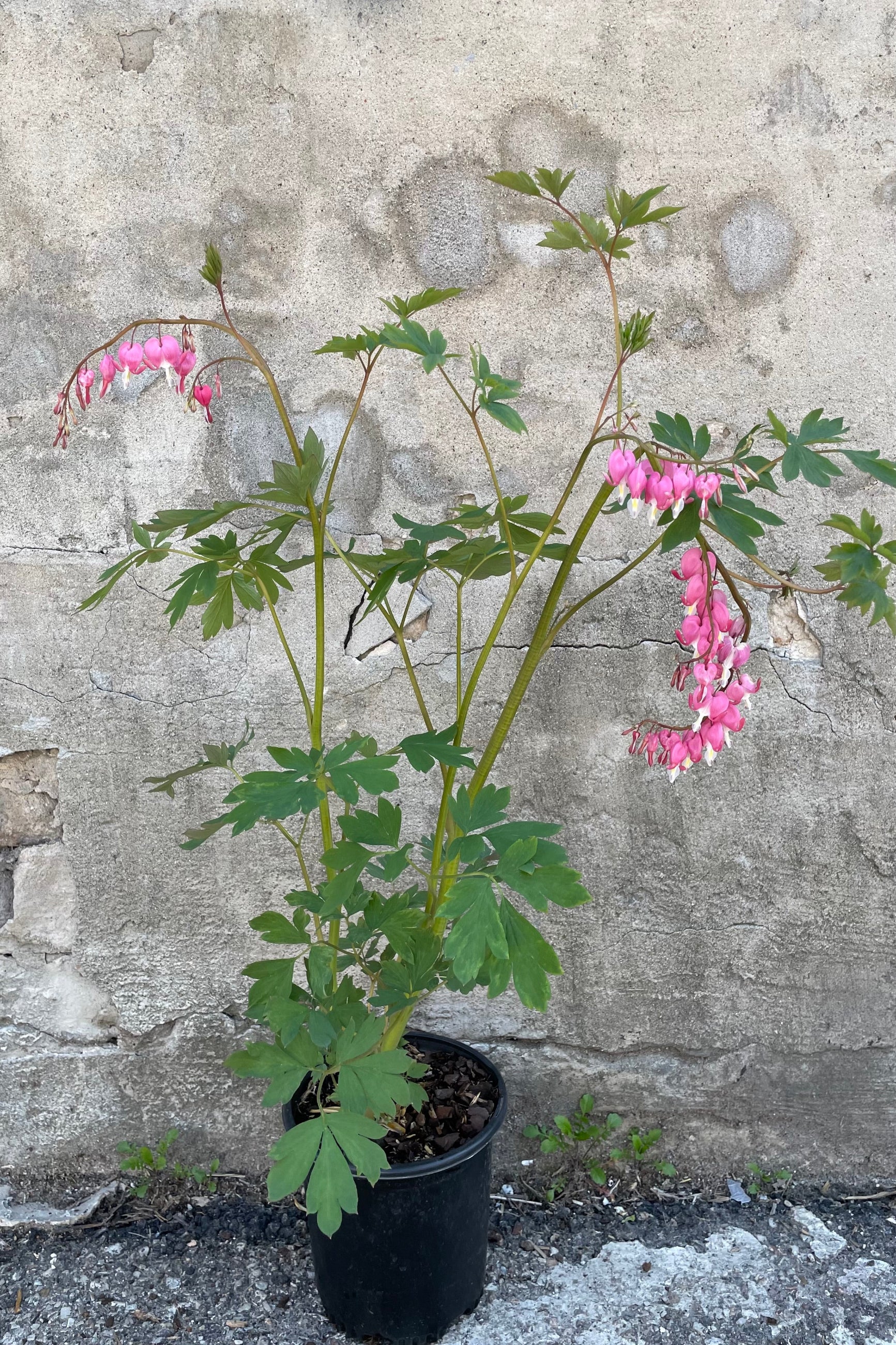 Dicentra spectabillis in a #1 pot size the beginning of May showing the aching pink heart shaped blooms above the green foliage. ©Sprout Home