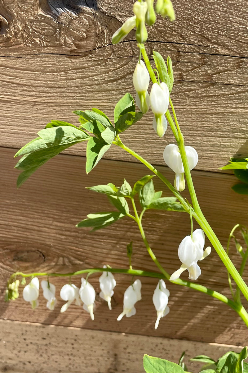 Dicentra 'Alba' bleeding heart in bloom the beginning of May with its white flowers and delicate green stems. 