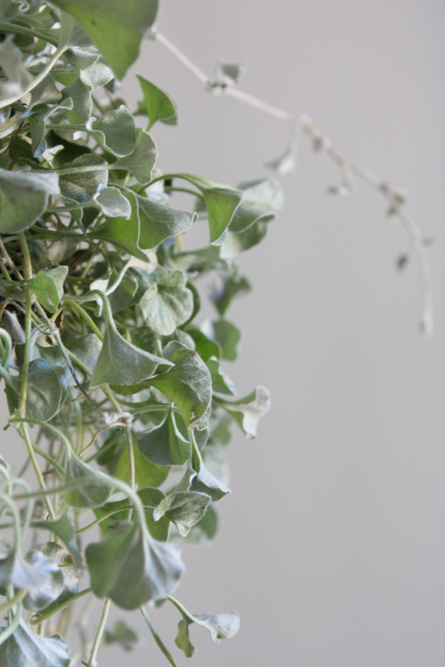 Close-up of Dichondra 'Silver Falls' green leaves against a light gray background ©Sprout Home