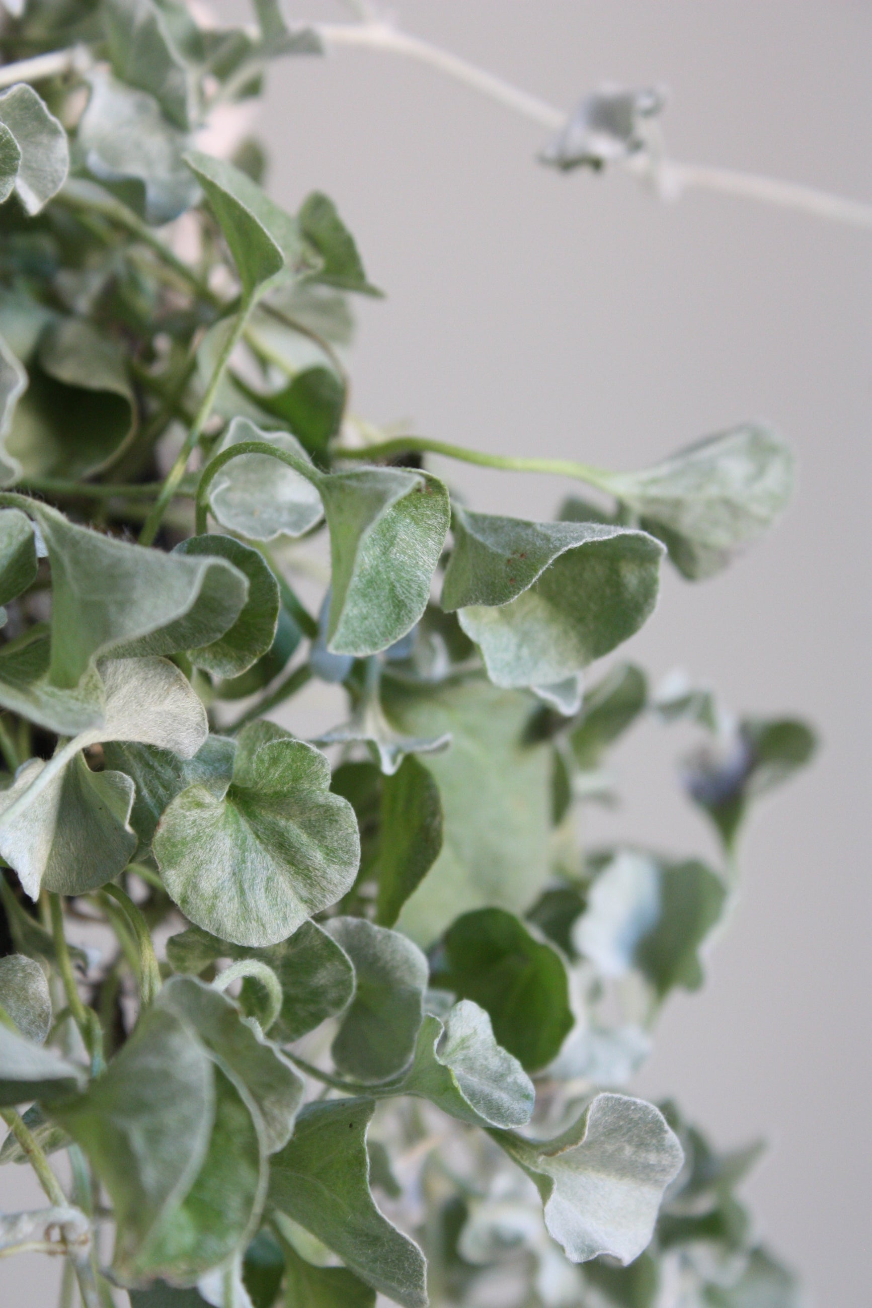 Dichondra 'Silver Falls' gray soft leaves up close ©Sprout Home