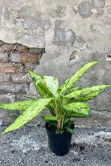 Photo of the bright and highly variegated Dieffenbachia 'Bright Star' plant in a black pot against a concrete wall.