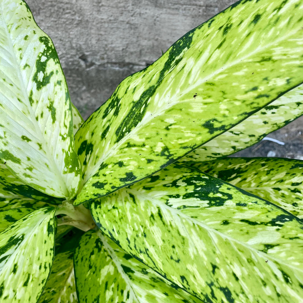bright plant Dieffenbachia 'Star Bright' 6