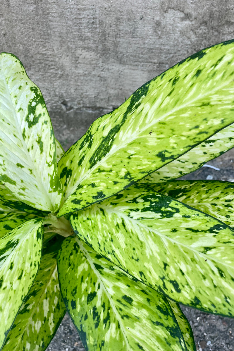 Close photo of the highly variegated leaves of Dieffenbachia 'Bright Star' plant against a cement wall.