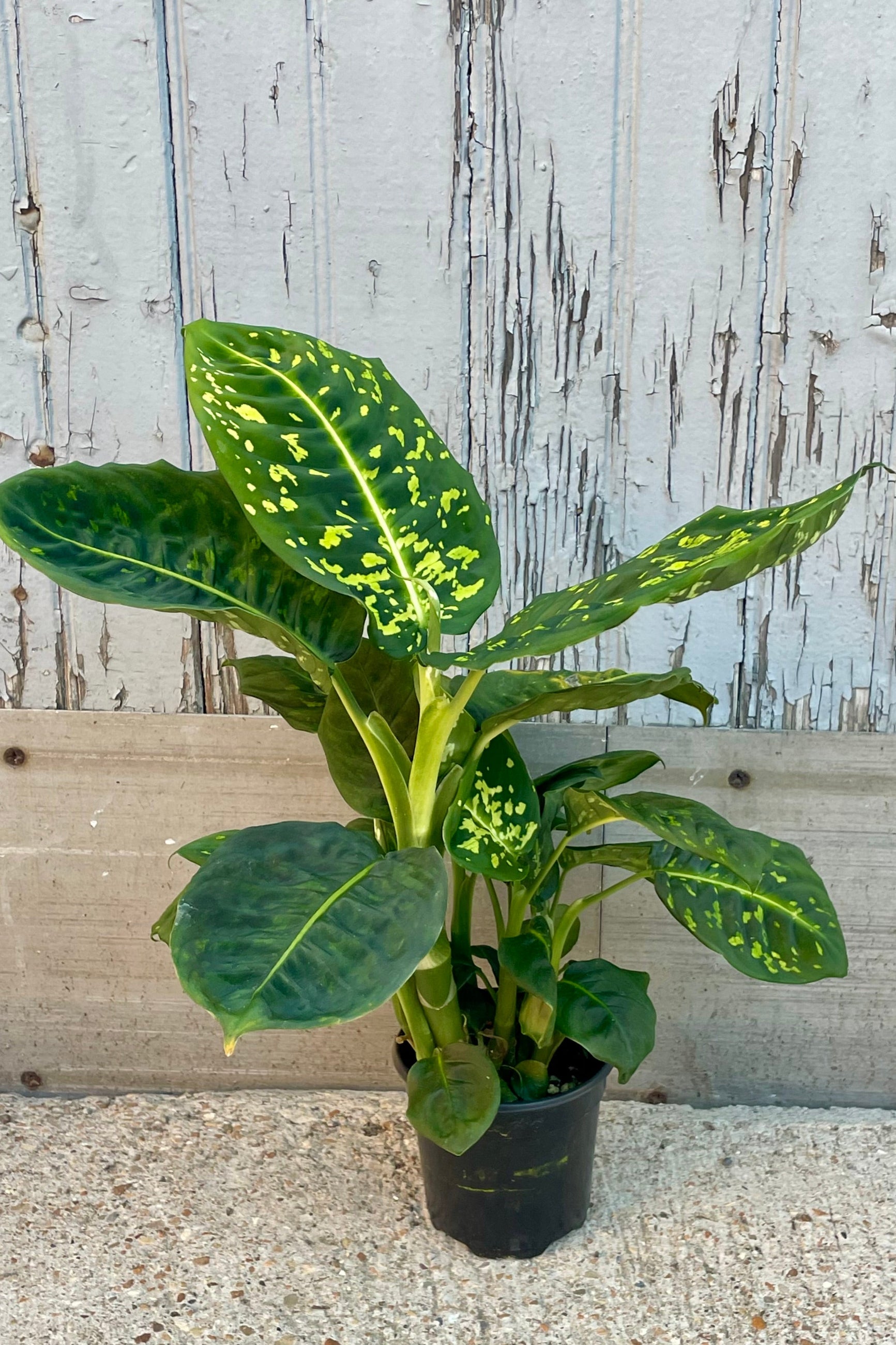 Photo of a broad leaved tropical plant in front of a wooden wall. Dieffenbachia 'Reflector' ©Sprout Home