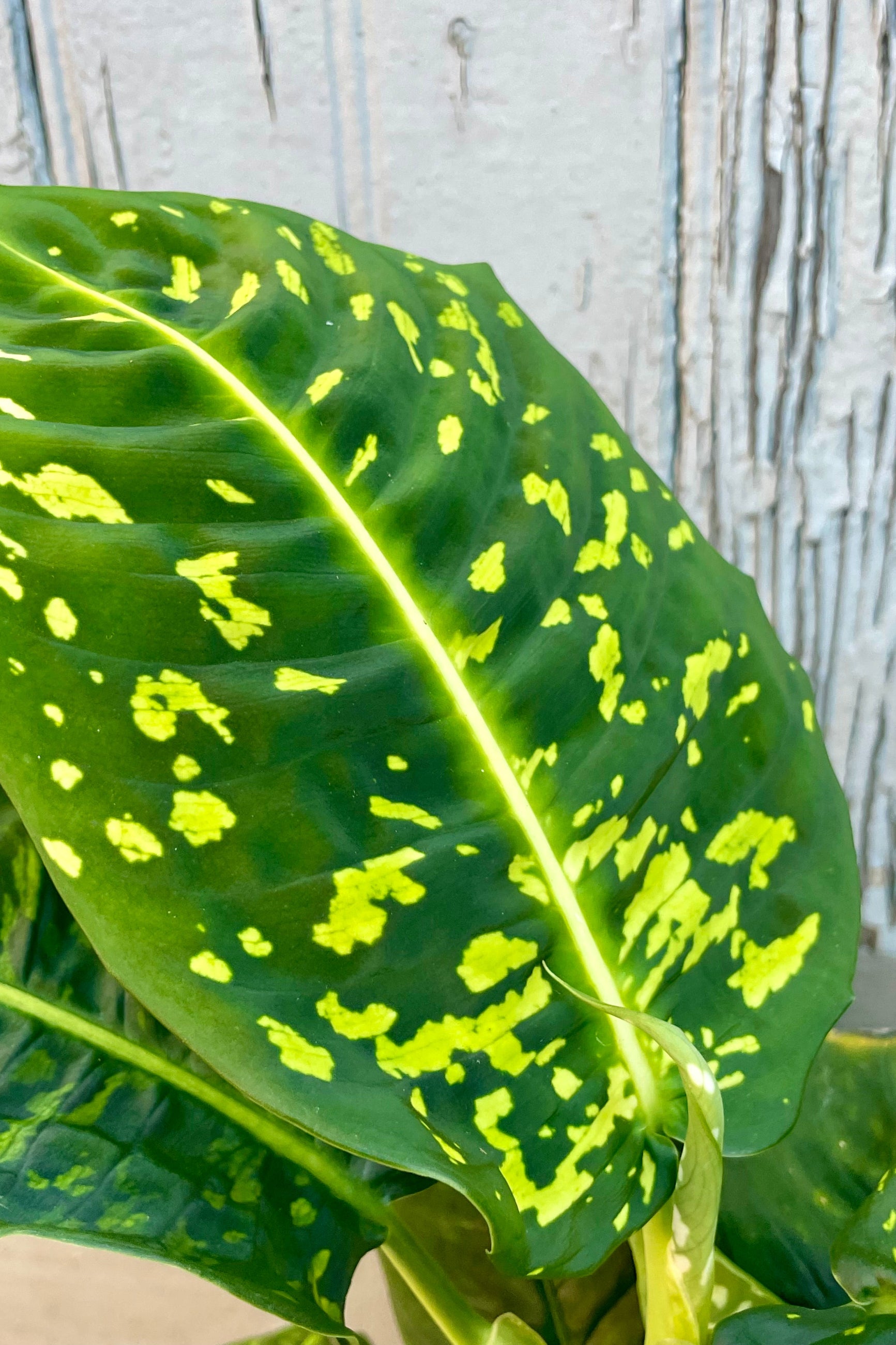 Close photo of a dark green leaf with vibrant green spots ©Sprout Home