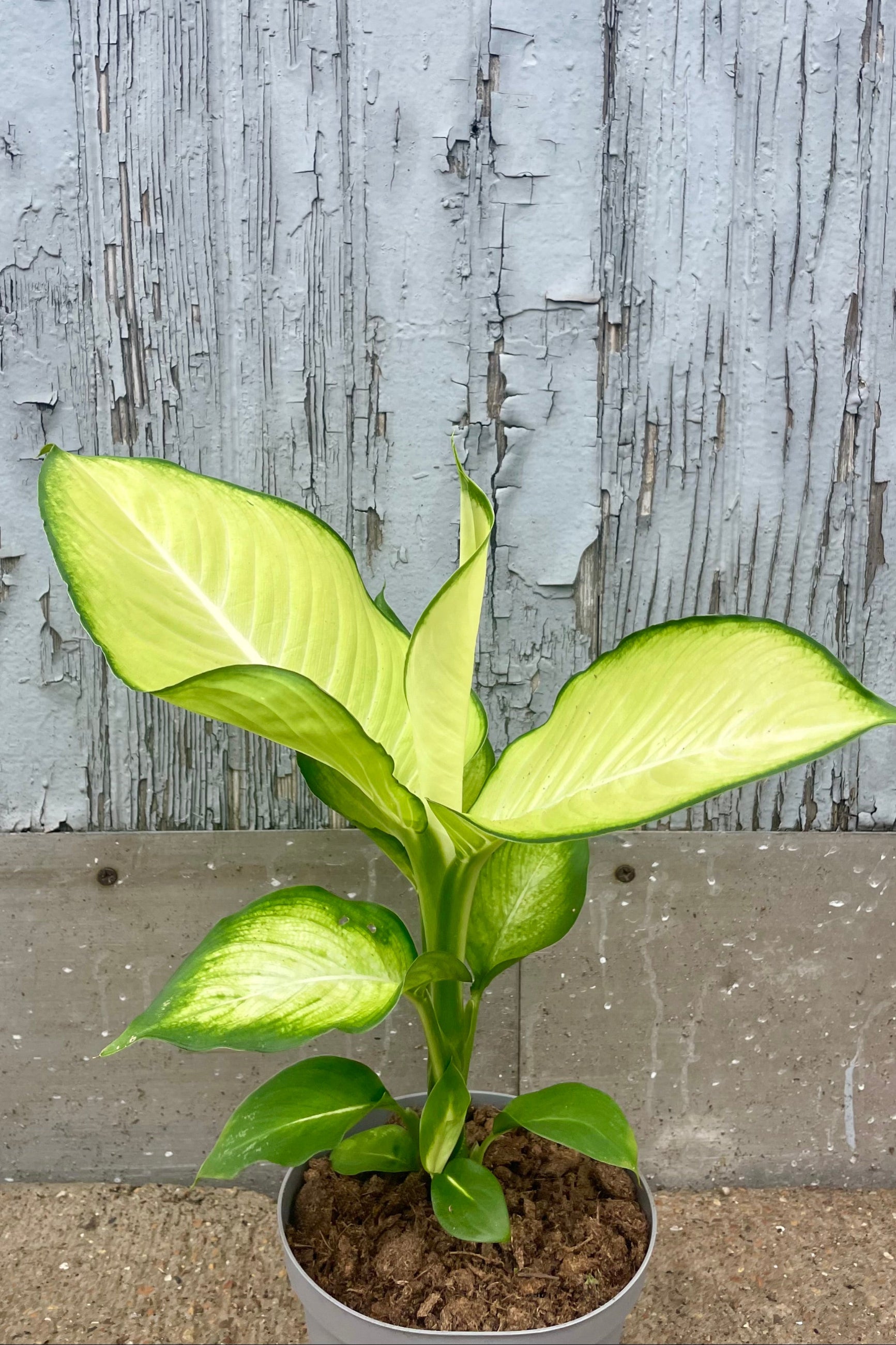 Photo of a plant with broad bright green leaves in front of a wooden wall ©Sprout Home