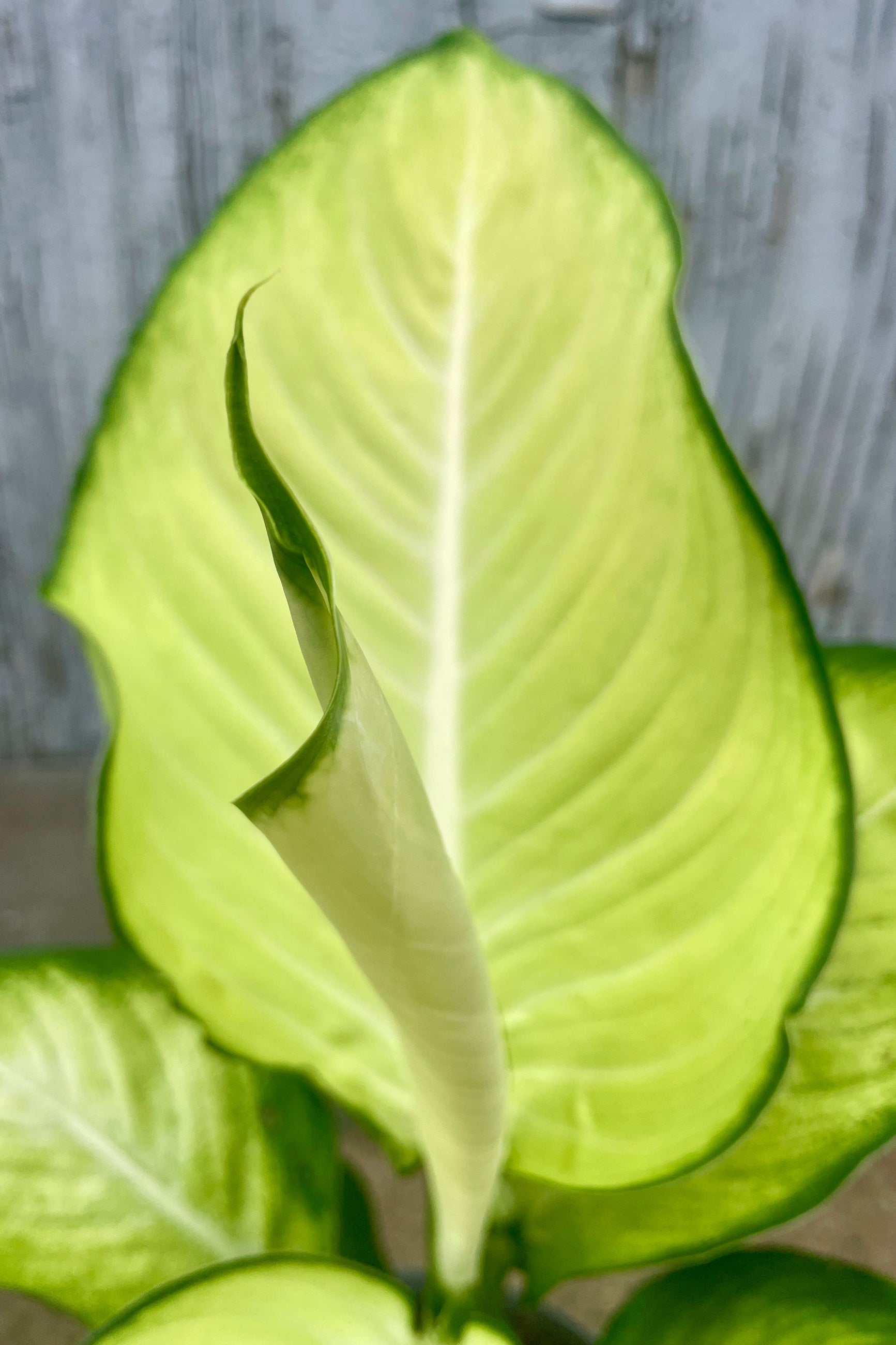 Photo of a new leaf growing on a plant. Bright green leaves in front of a wooden wall. ©Sprout Home