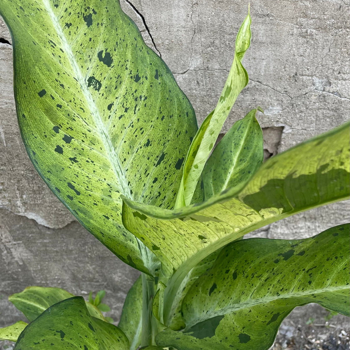 dieffenbachia camouflage size Dieffenbachia 'Camouflage' 6" at SPROUT HOME
