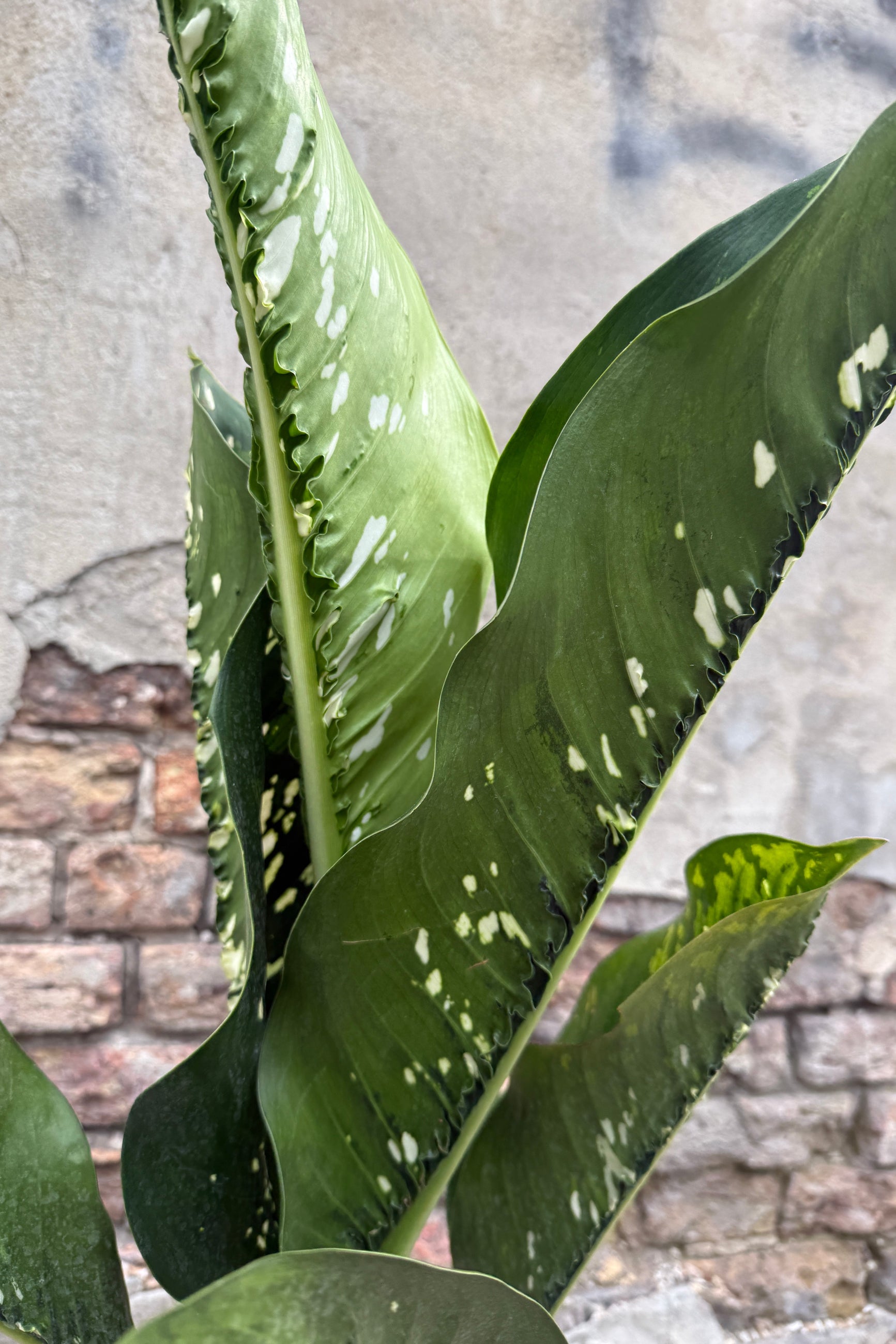 Close-up of a Dieffenbachia 'Crocodile' green leafy plant with a blurred brick wall background ©Sprout Home