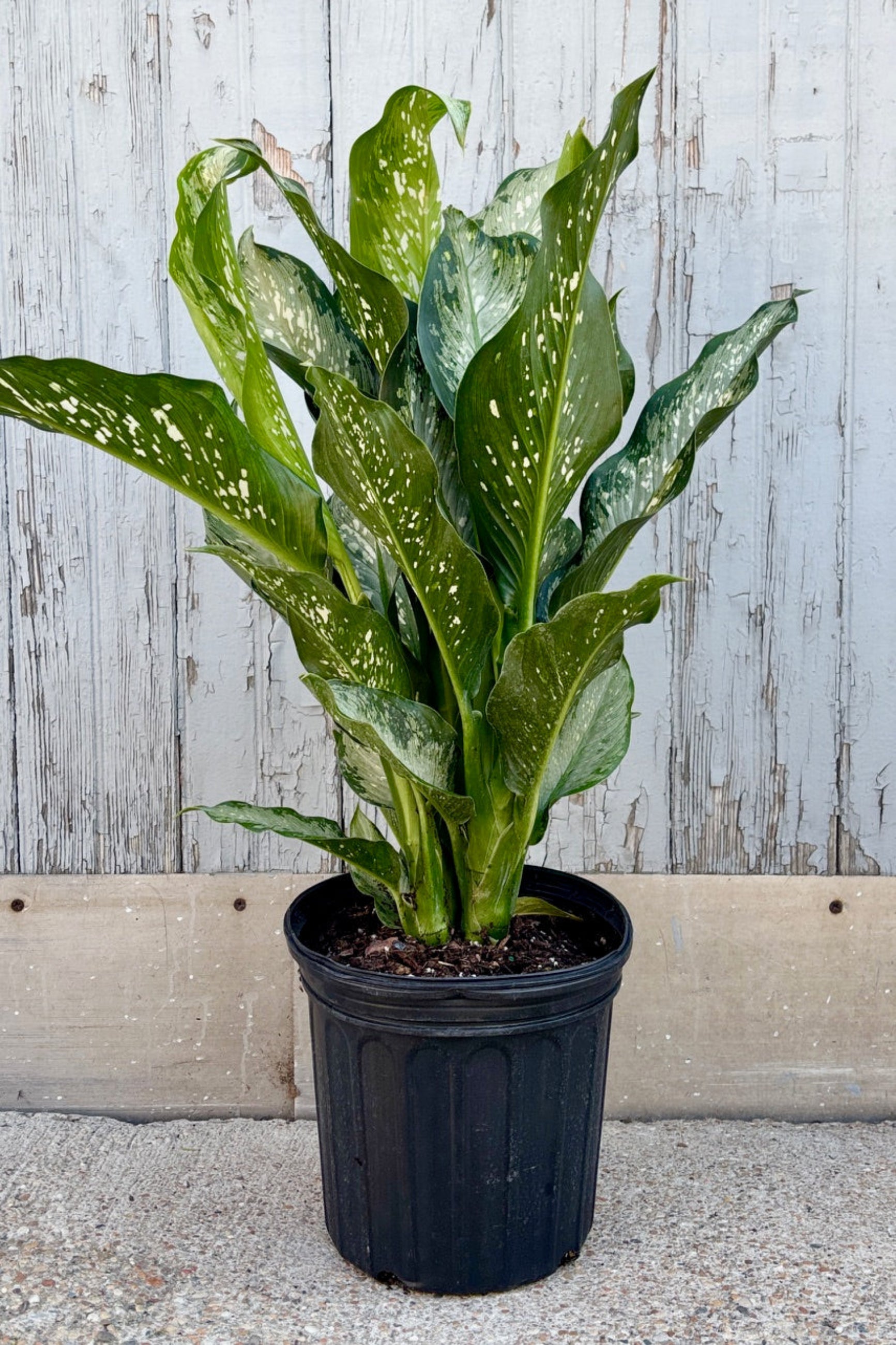 Potted Dieffenbachia 'Tiki' plant with large green leaves against a wooden background ©Sprout Home