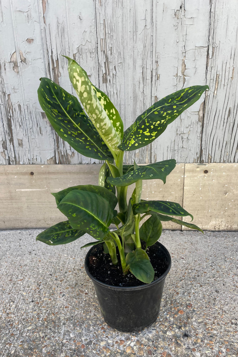 Photo of a plant with large dark green leaves and bright green spots in a black pot against a gray wall. Dieffenbachia 'Reflector'