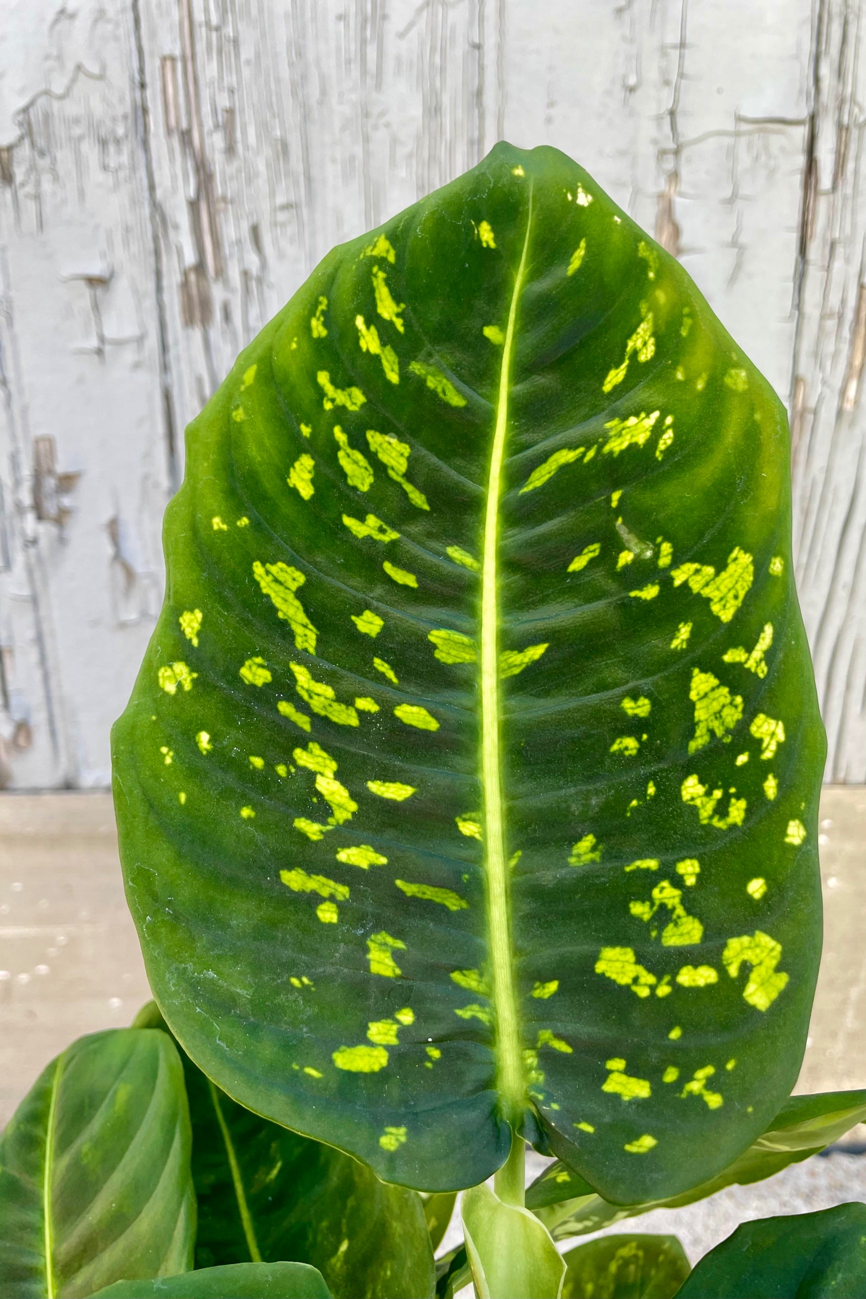 Photo of a large green leaf with bright green spots and central vein. The leaf is shown against a gray wall. Dieffenbachia 'Reflector' ©Sprout Home