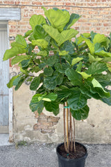 Photo of large Ficus lyrata Fiddle Leaf Fig Tree in a black pot against a brick wall.
