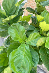 Close photo of multiple green leaves of Ficus lyrata Fiddle Leaf Fig tree