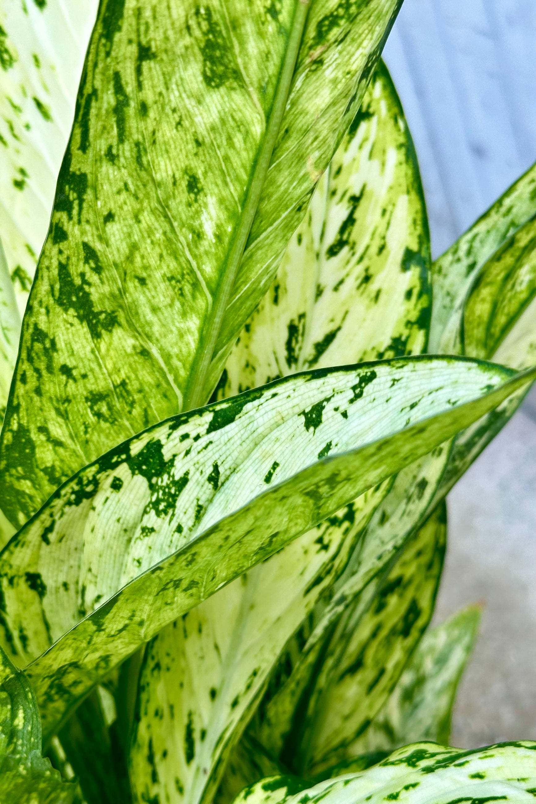 The cream and green ovate large leaves of the Dieffenbachia 'Vesuvius' up close.  ©Sprout Home