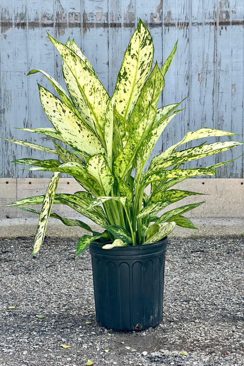 Dieffenbachia 'Vesuvius' in a 10" growers pot standing tall with its cream and green leaves at Sprout Home