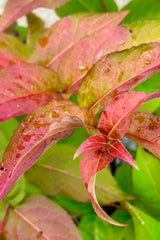 Diervilla 'Firefly' ovate to lance shaped leaves the middle of June starting to show red coloration. 