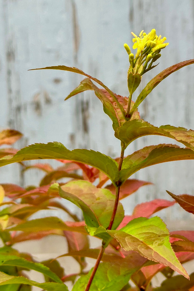 Detail of the leaves and yellow bloom mid to late June on the Diervilla 'Firefly' 