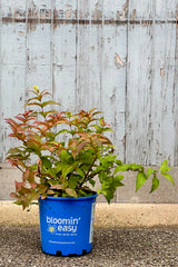 Diervilla 'Firefly' in a #2 growers pot the middle / end of June with a red / orange color starting to show on the green leaves. 