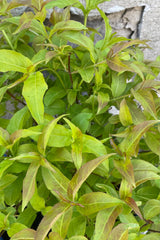 Up close picture of the bright green with hints of maroon lance like leaves of the Diervilla 'Firefly' mid May