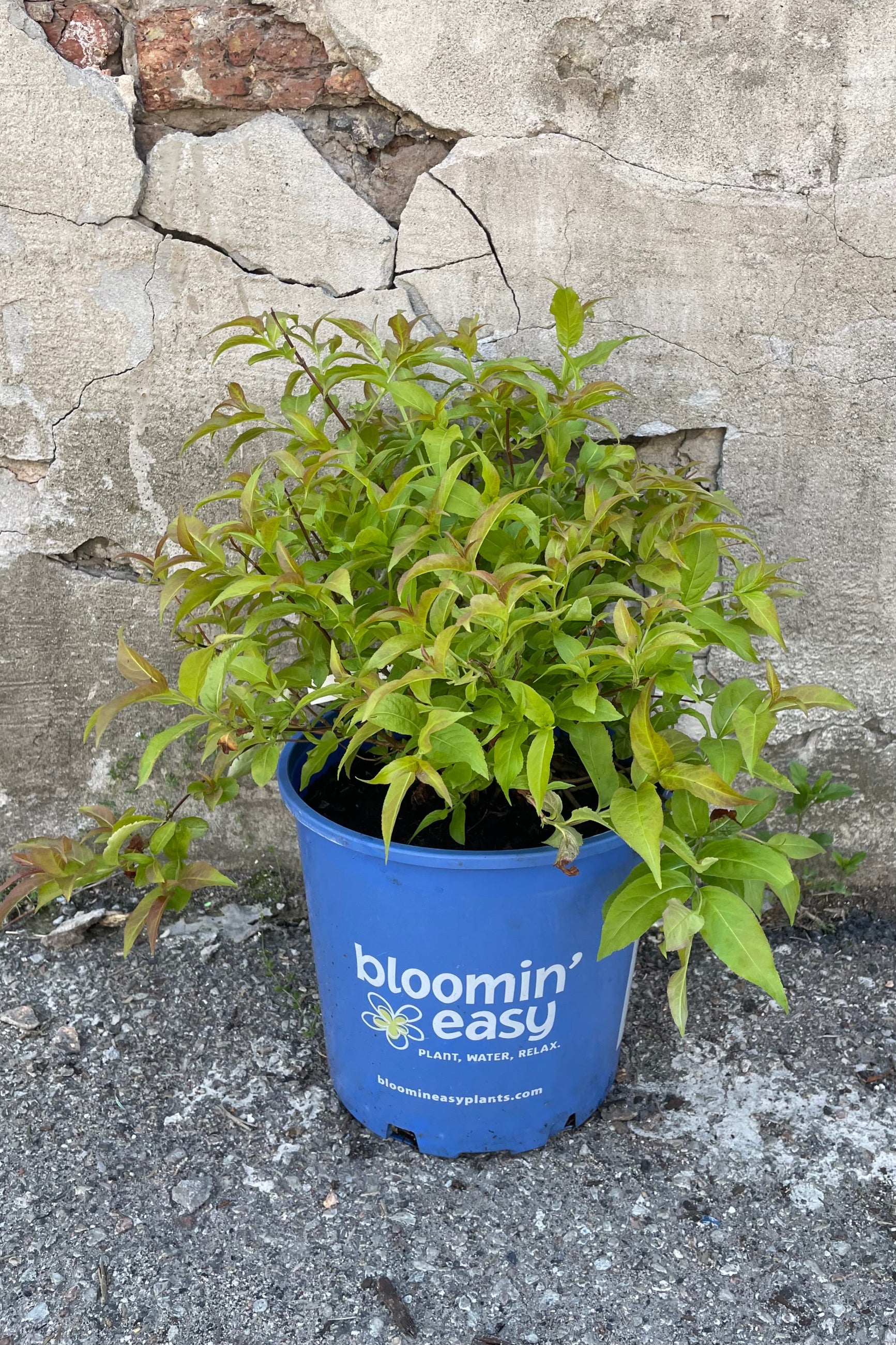 Diervilla 'Firefly' mid May with its bright green lance like leaves in a #3 pot size against a concrete wall.  ©Sprout Home 