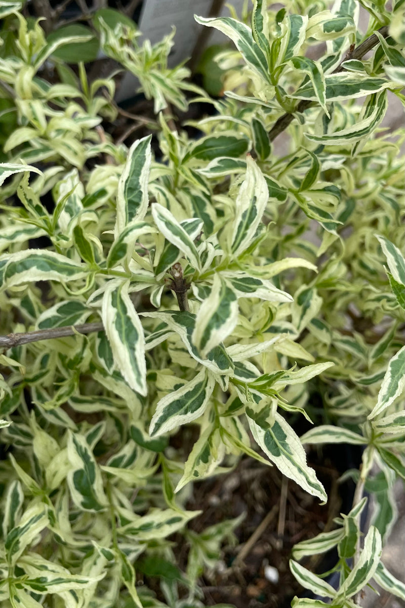 Close up picture of Diervilla 'Cool Splash'  green and  cream variegated leaves in May