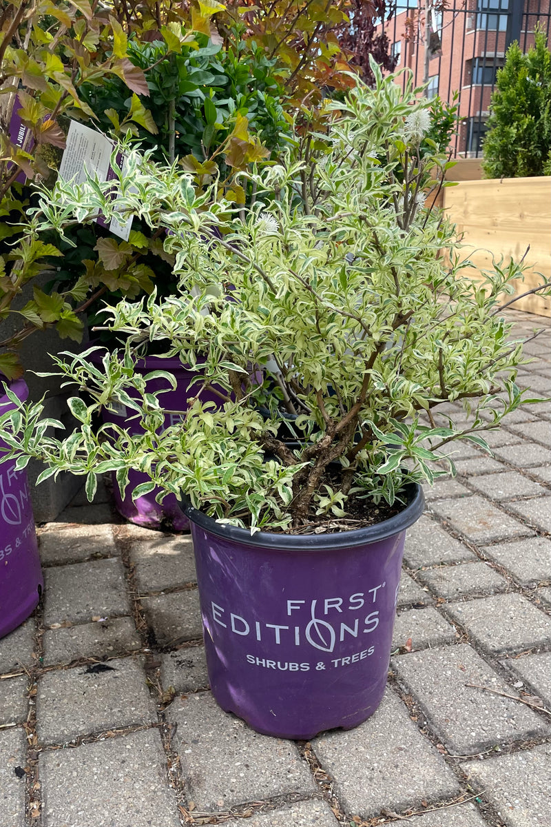 Diervilla 'Cool Splash' in a #2 pot the beginning of May wooing off bright cream and green variegated leaves before budding. 