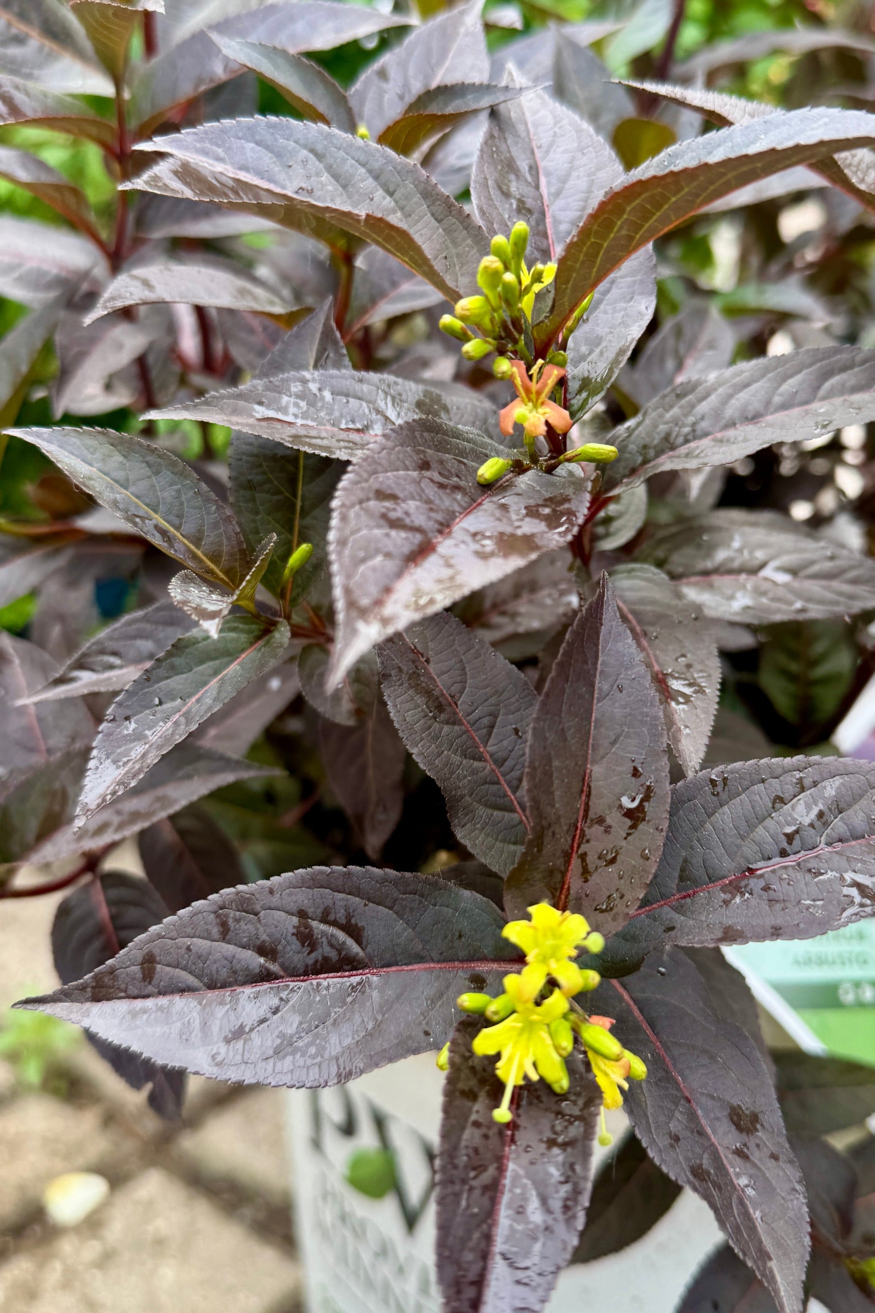 Close-up of a Diervilla x 'Kodiak Jet Black' plant with purple leaves and yellow flowers the beginning of June ©Sprout Home