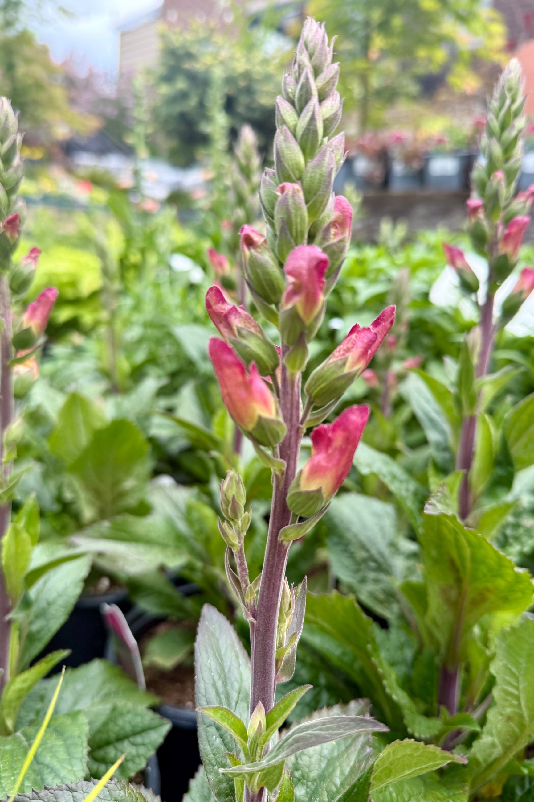 Digiplexis 'Berry Canary' budding and just about to bloom the beginning of May ©Sprout Home