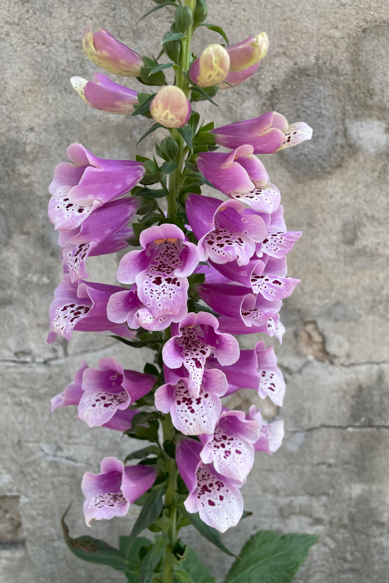 The purple blooms with spotted centers of the Digitalis 'Dalmation Rose' late  may on the stalk