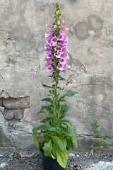 Digitalis 'Dalmation Rose' in a #1 container blooming its boisterous rose purple flowers on the top of the stalk the end of May sitting in front of a concrete wall. 
