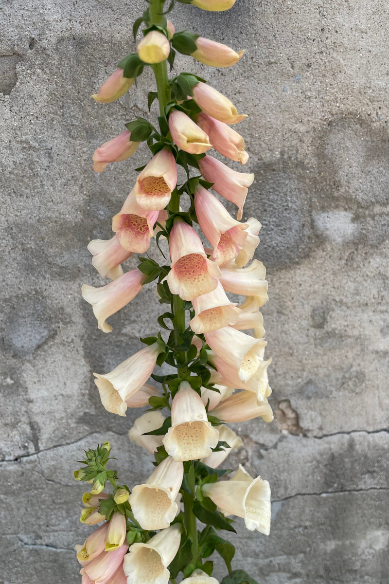 The full bloom of the Digitalis 'Dalmation Peach' picturing the flower covered stalk with its peach interior spotted flowers the end of May