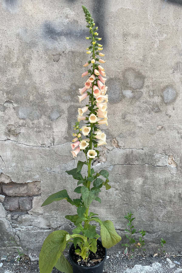 Digitalis 'Dalmation Peach' in a #1 growers pot at the height of its bloom stage the end of May with its light peach flowers rising high on the stalk. 